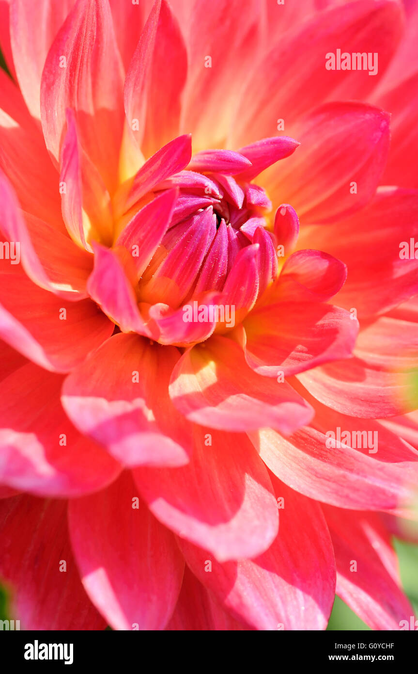 Dahlia, Dahlia 'Kilburn Rose', Beauty in Nature, Bulb, Colour, Cottage garden plant, Flower, Autumn Flowering, Summer Flowering, Frost tender, Growing, Nature, Outdoor, Plant, Tuber, Red, Stock Photo