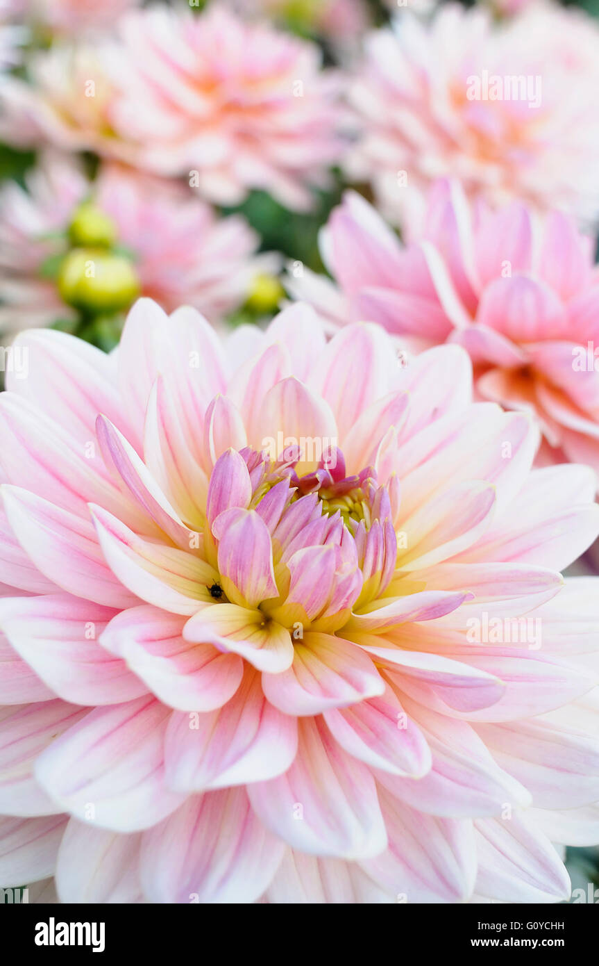 Dahlia, Dahlia 'Pink Magic', Beauty in Nature, Bulb, Colour, Cottage garden plant, Flower, Autumn Flowering, Summer Flowering, Frost tender, Growing, Nature, Outdoor, Plant, Tuber, Pink, Stock Photo