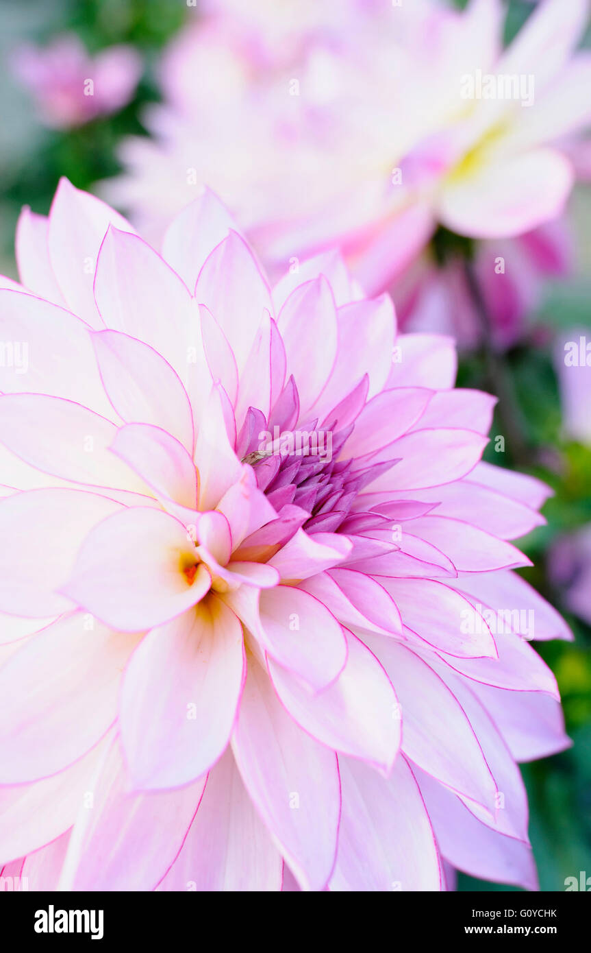 Dahlia, BlankDahlia 'Morelia', Beauty in Nature, Bulb, Colour, Cottage garden plant, Flower, Autumn Flowering, Summer Flowering, Frost tender, Growing, Nature, Outdoor, Plant, Tuber, Mauve, Stock Photo
