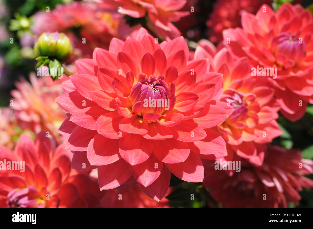 Dahlia, Dahlia 'Kilburn Rose', Beauty in Nature, Bulb, Colour, Cottage garden plant, Creative, Flower, Autumn Flowering, Summer Flowering, Frost tender, Growing, Nature, Outdoor, Plant, Tuber, Red, Stock Photo