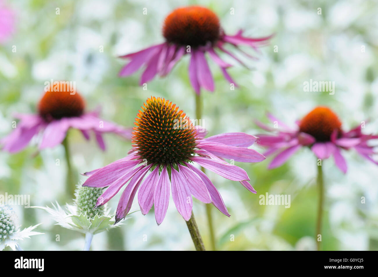 Purple coneflower, Echinacea, Echinacea purpurea 'Rubinglow', Beauty in