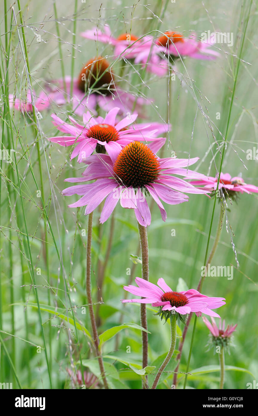 Purple coneflower, Echinacea, Echinacea purpurea 'Rubinglow', Beauty in