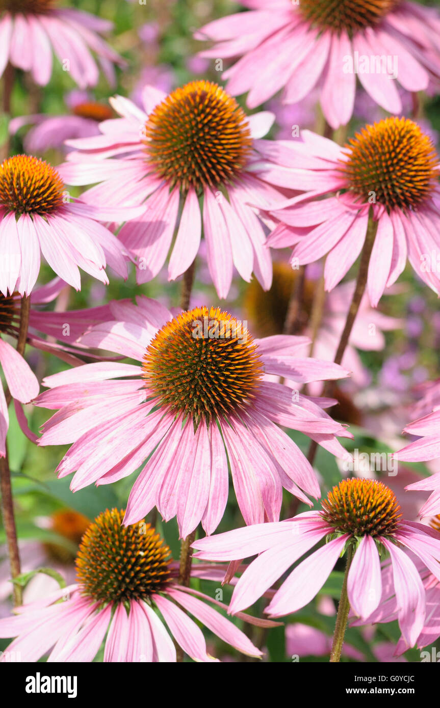 Purple coneflower, Echinacea, Echinacea purpurea 'Rubinglow', Beauty in