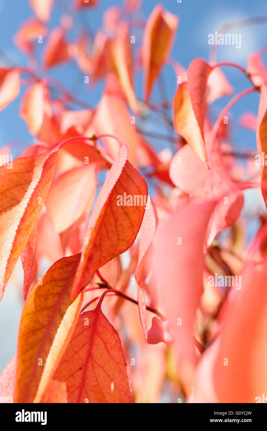Spindle Tree, Euonymus, Euonymus bungeanus 'Fireflame', Beauty in Nature, Colour, Creative, Deciduous, Spring Flowering, Foliage, Frost hardy, Autumn Fruiting, Growing, Nature, Outdoor, Plant, Shrub, Tree, Unusual plant, Red, Stock Photo