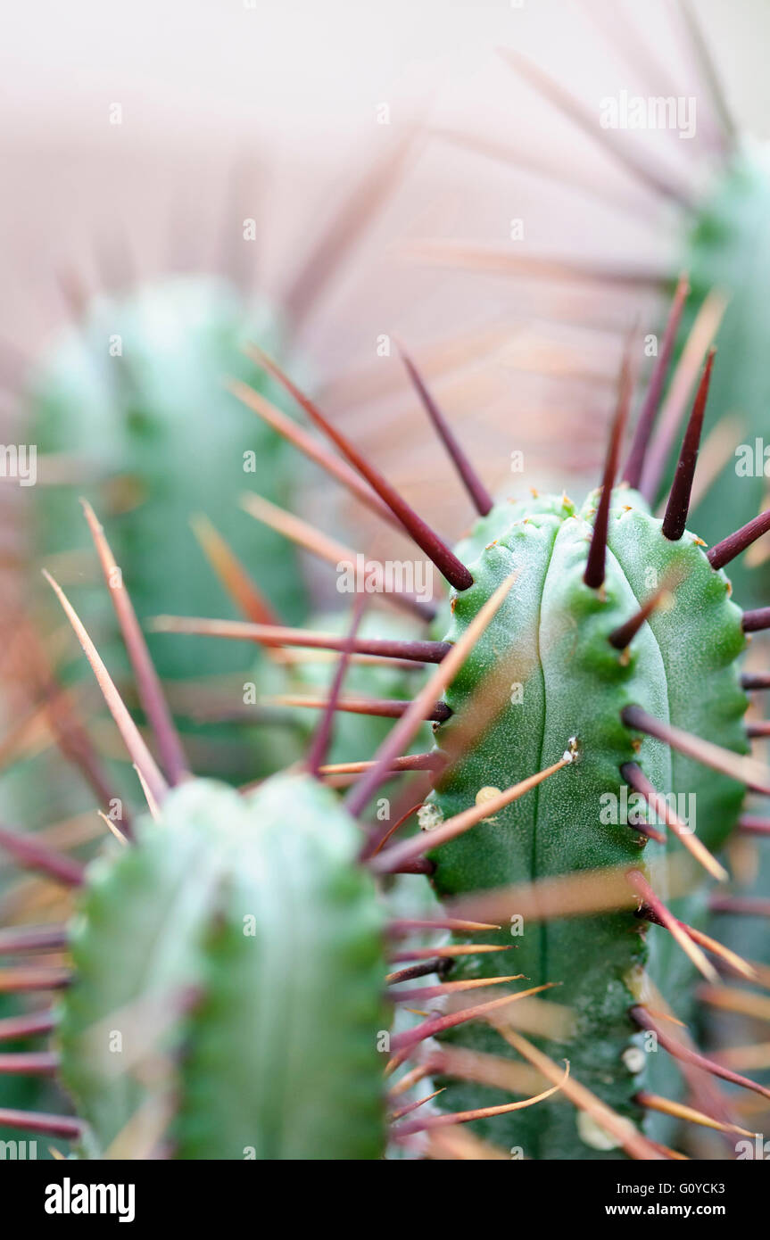 Pincushion Euphorbia, Euphorbia, Euphorbia enopla, Beauty in Nature