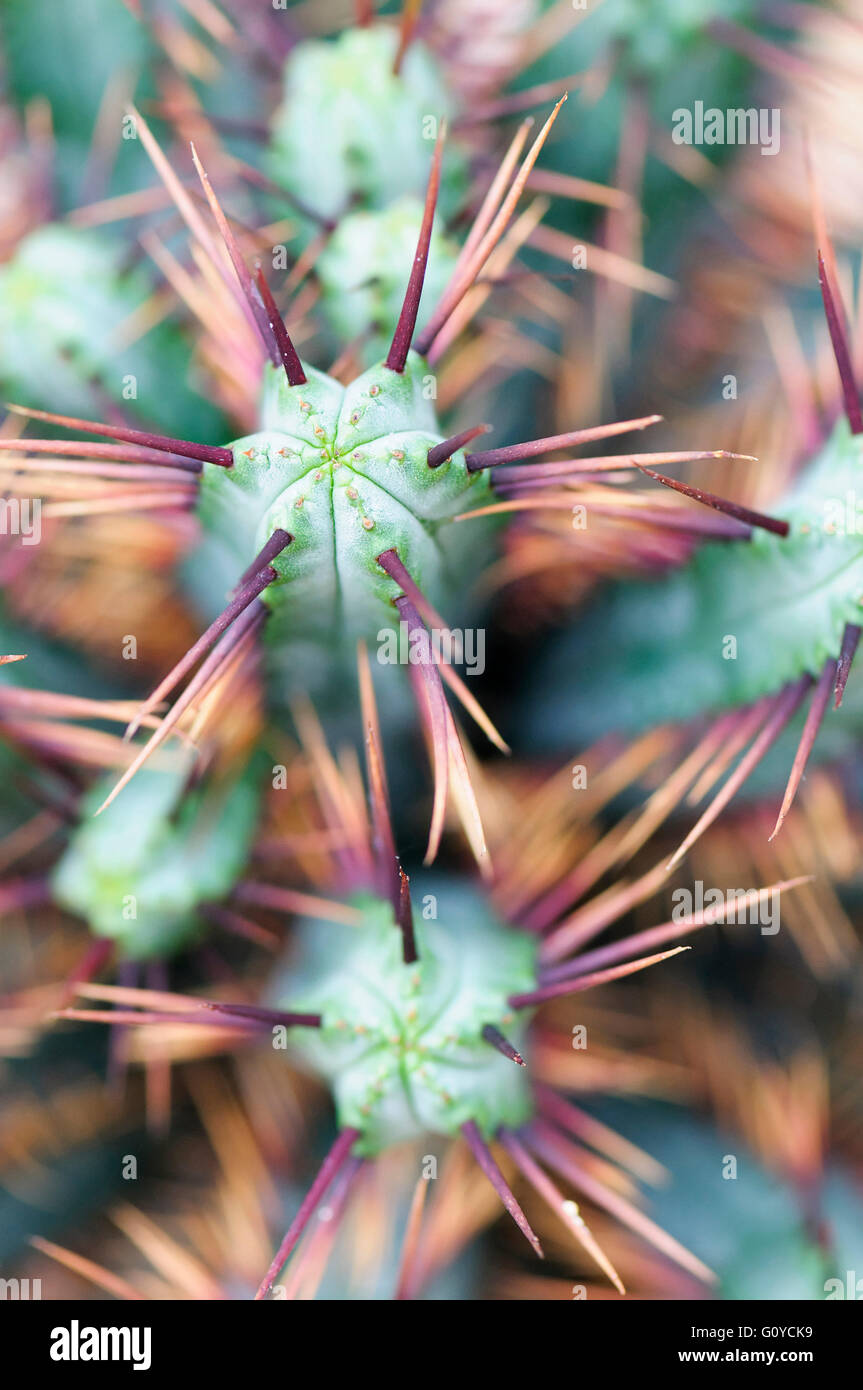 Euphorbia enopla, Euphorbia, Pincushion Euphorbia, Beauty in Nature
