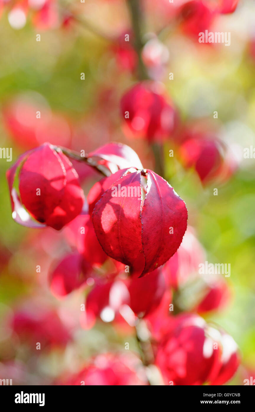 Winged spindle tree, Euonymus, Euonymus alatus, Beauty in Nature, China indigenous, Colour, Deciduous, Spring Flowering, Foliage, Frost hardy, Autumn Fruiting, Growing, Japan indigenous, Korea Indigenous, Outdoor, Plant, Shrub, Unusual plant, Red, Stock Photo