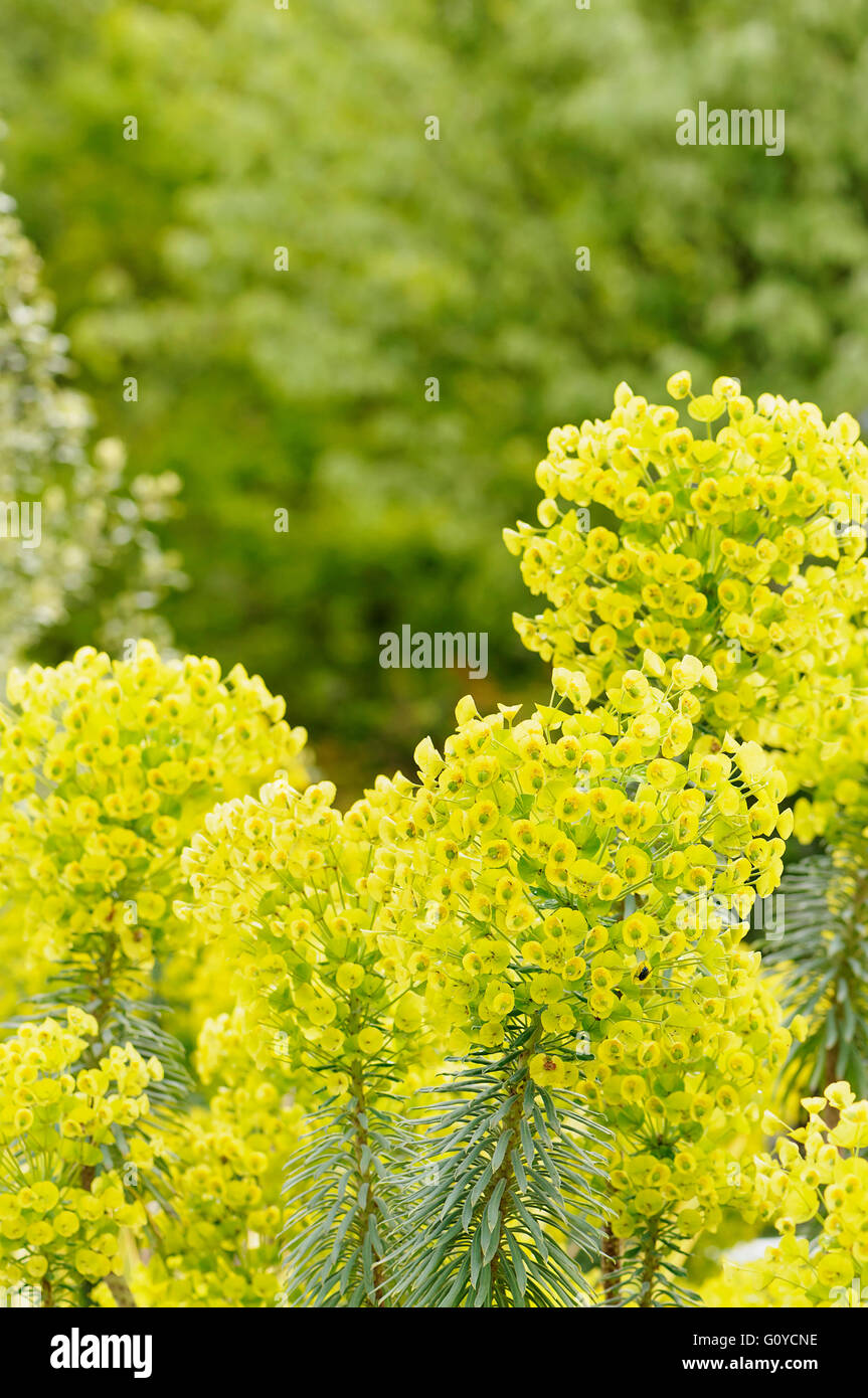 Euphorbia, Spurge, Euphorbia, Euphorbia characias wulfenii, Beauty in Nature, Colour, Cottage garden plant, Europe indigenous, Evergreen, Flower, Spring Flowering, Frost hardy, Growing, Outdoor, Plant, Shrub, Sustainable plant, Wild plant, Green, Stock Photo
