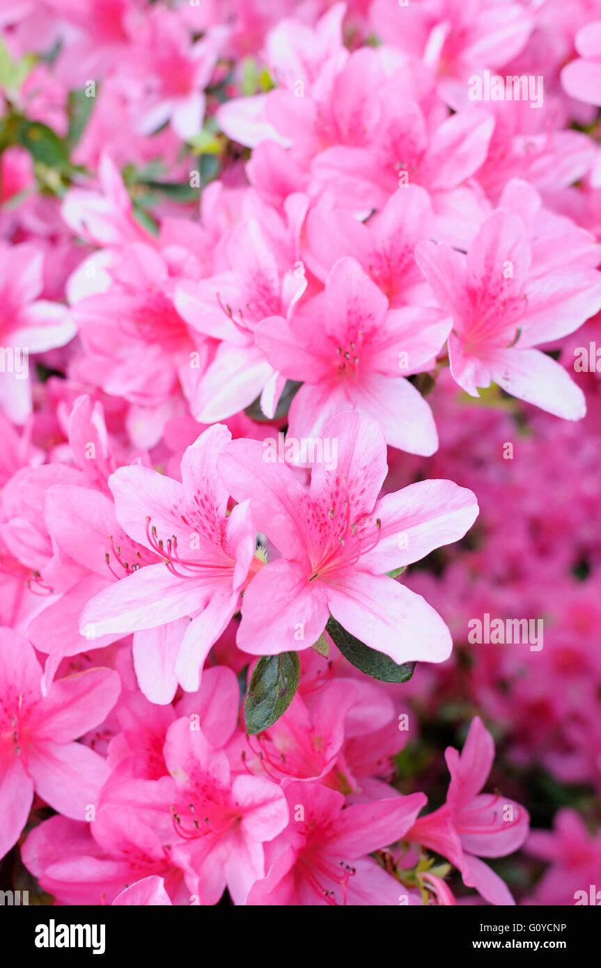Azalea, Japanese azalea, Rhododendron, Rhododendron 'Pekoe', Beauty in Nature, Colour, Evergreen, Flower, Spring Flowering, Frost hardy, Growing, Outdoor, Plant, Shrub, Stamen, Pink, Stock Photo