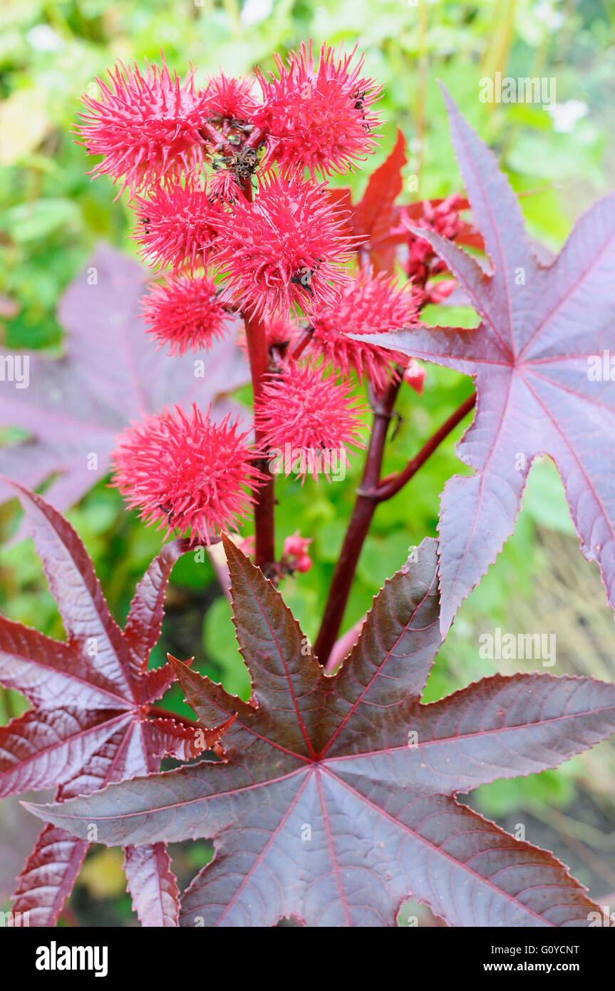 Castor oil plant, Ricinus, Ricinus communis, Annual, Beauty in Nature, Colour, Flower, Summer Flowering, Frost tender, Growing, Herb, Medicinal uses, North East Africa indigenous, Outdoor, Perennial, Plant, Poison, Stamen, Unusual plant, West Asia indigenous, Wild flower, Red, Stock Photo