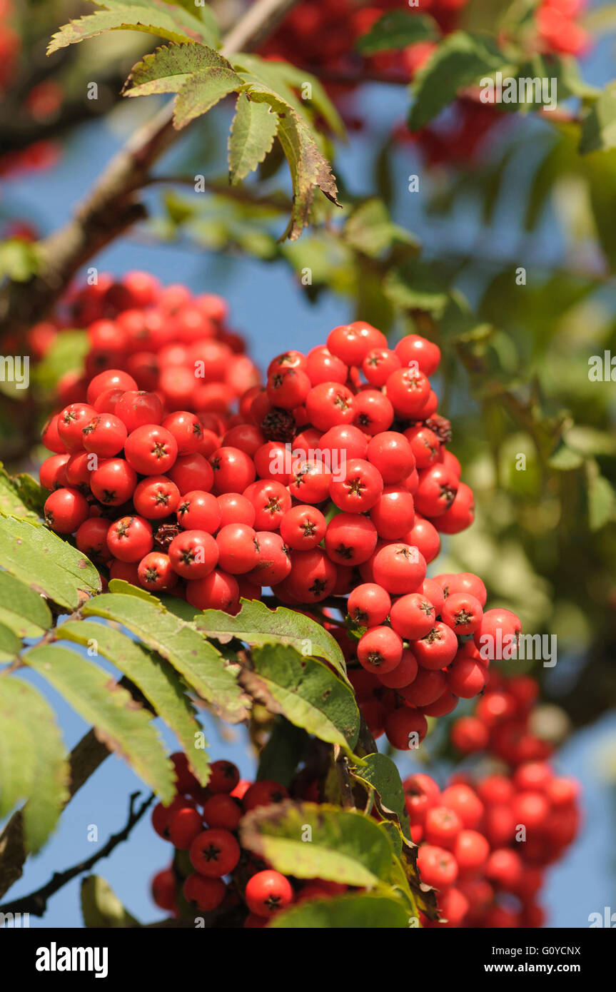 Rowan, Sorbus, Sorbus aucuparia, Beauty in Nature, Colour, Deciduous, Edible, Europe indigenous, European Rowan, Spring Flowering, Frost hardy, Summer Fruiting, Growing, Herb, Medicinal uses, Mountain Ash, Outdoor, Plant, Tree, Wild plant, Red, Stock Photo