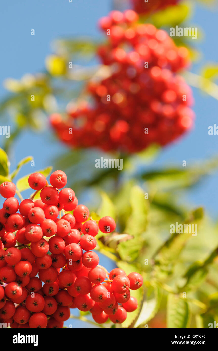 Rowan, Sorbus, Sorbus aucuparia, Beauty in Nature, Colour, Deciduous, Edible, Europe indigenous, European Rowan, Spring Flowering, Frost hardy, Summer Fruiting, Growing, Herb, Medicinal uses, Mountain Ash, Outdoor, Plant, Tree, Wild plant, Red, Blue, Stock Photo