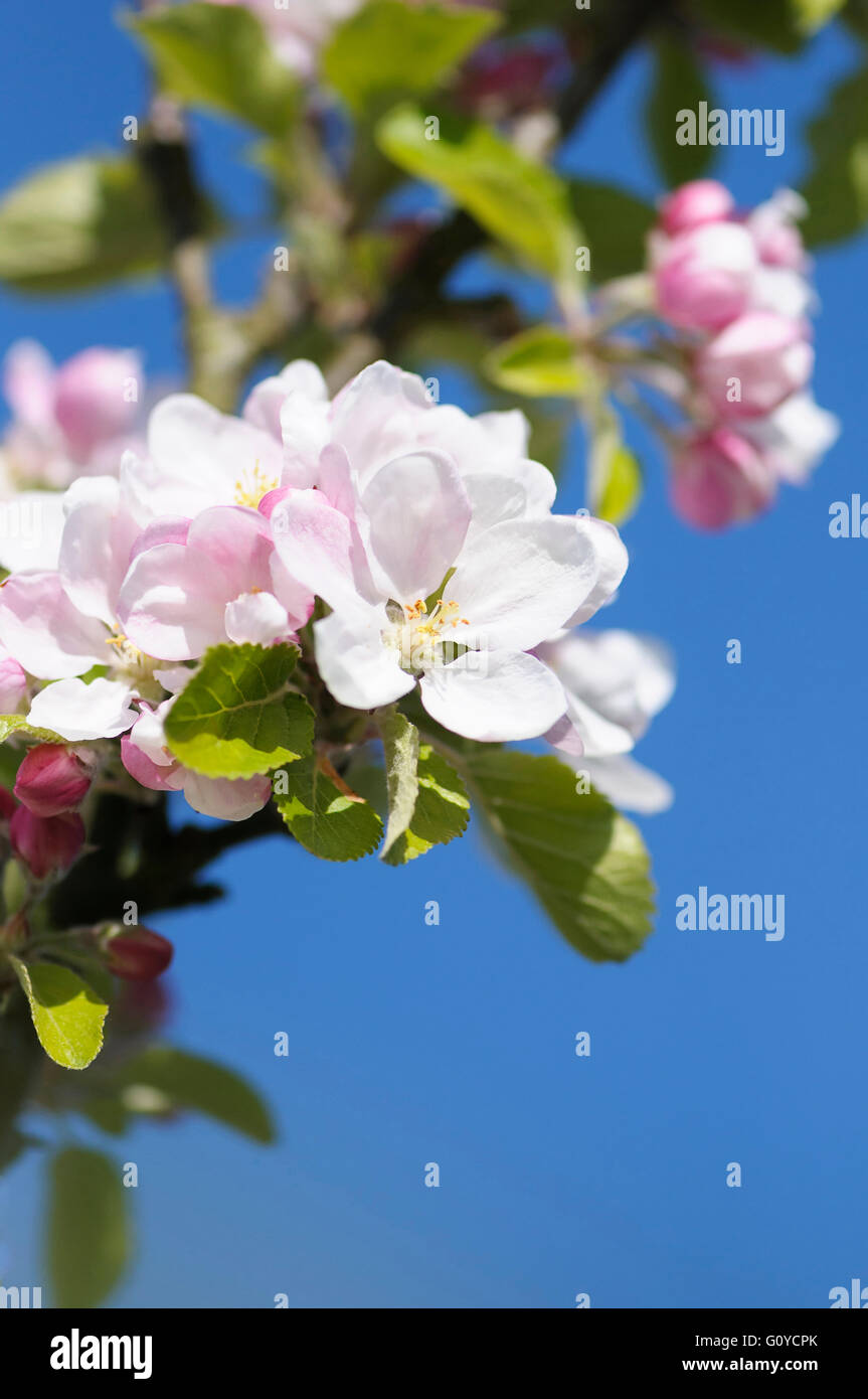 Apple, Sunset, Malus, Malus domestica 'Sunset', Beauty in Nature, Colour, Deciduous, Edible, Flower, Spring Flowering, Food and Drink, Frost hardy, Fruit, Summer Fruiting, Growing, Outdoor, Perfume, Plant, Stamen, Superfood, Tree, Pink, Blue, Stock Photo