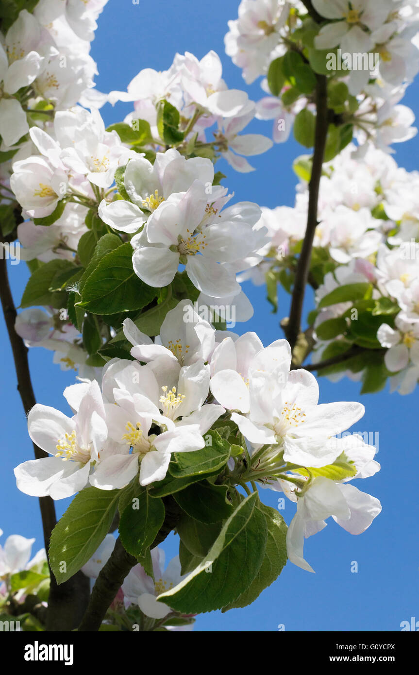 Apple, Dunn's Seedling, Malus, Malus domestica 'Dunn's Seedling', Beauty in Nature, Colour, Deciduous, Edible, Flower, Spring Flowering, Food and Drink, Frost hardy, Fruit, Summer Fruiting, Growing, Outdoor, Perfume, Plant, Stamen, Superfood, Tree, White, Blue, Stock Photo