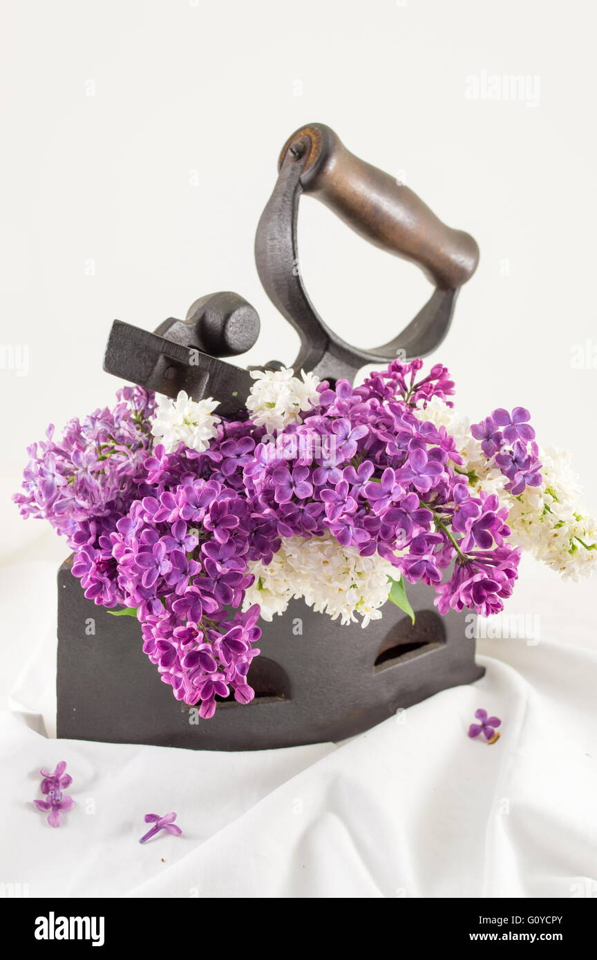 Purple lilac flowers in a vintage iron against white textile background Stock Photo