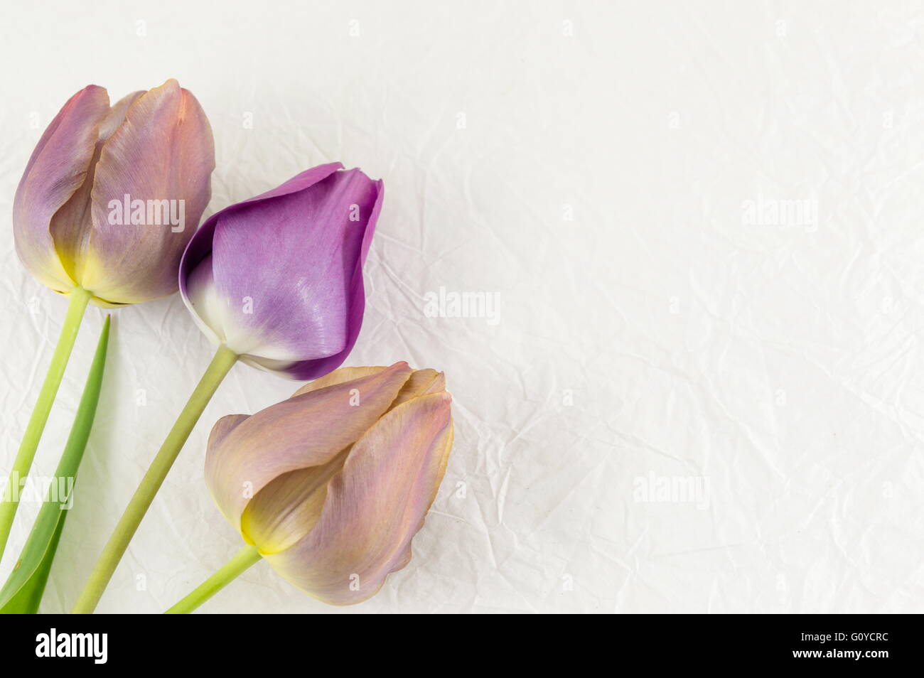 Purple tulips on white textile background Stock Photo