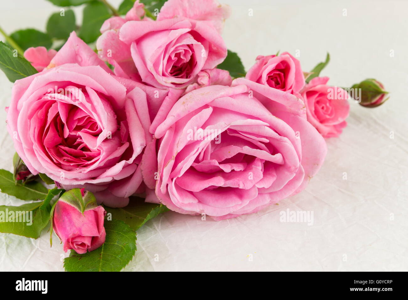 Pink roses bouquet on white silk textile Stock Photo
