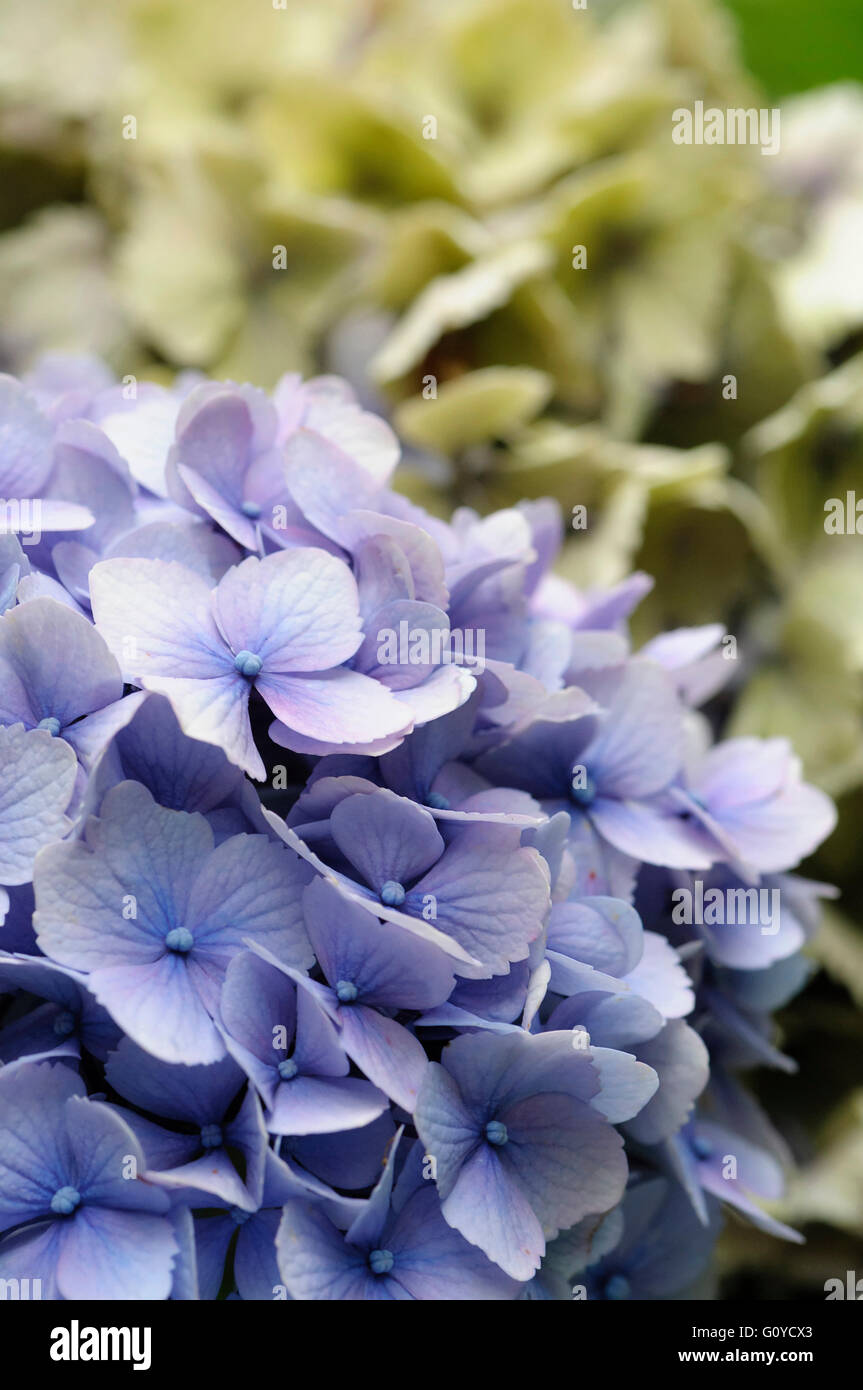Lace cap hydrangea hi-res stock photography and images - Alamy
