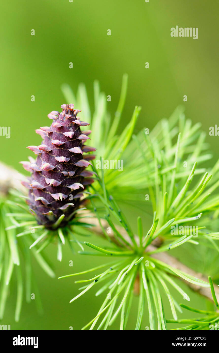 Larch, Larix, Larix decidua, Bach flower remedy, Beauty in Nature, Colour, Conifer, Creative, Deciduous, Edible, Europe indigenous, Spring Flowering, Foliage, Frost hardy, Autumn Fruiting, Growing, Herb, Medicinal uses, Outdoor, Plant, Spiky, Tree, Wild plant, Brown, Green, Stock Photo