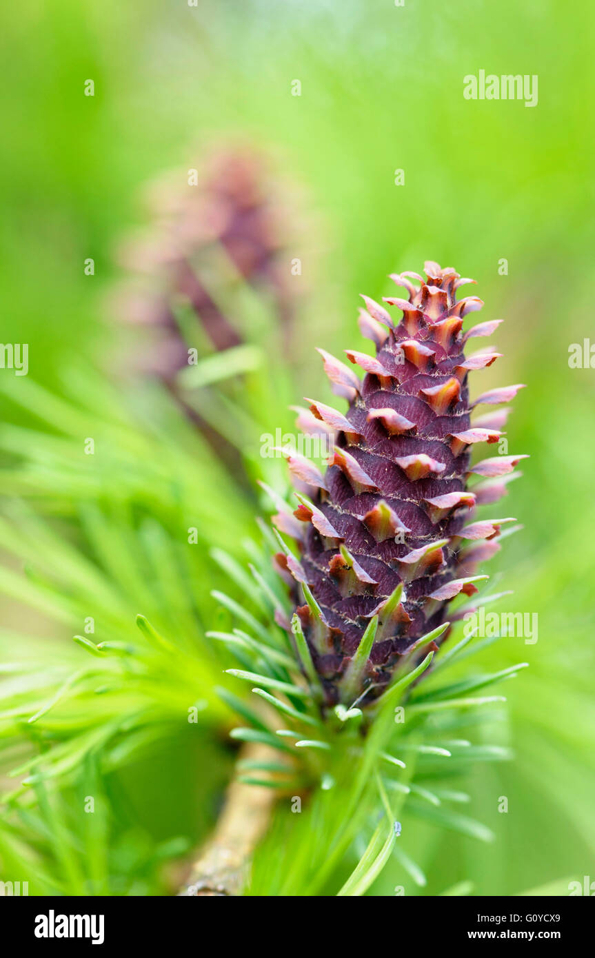 Larch, Larix, Larix decidua, Bach flower remedy, Beauty in Nature, Colour, Conifer, Deciduous, Edible, Europe indigenous, Spring Flowering, Foliage, Frost hardy, Autumn Fruiting, Growing, Herb, Medicinal uses, Outdoor, Plant, Spiky, Tree, Wild plant, Brown, Green, Stock Photo