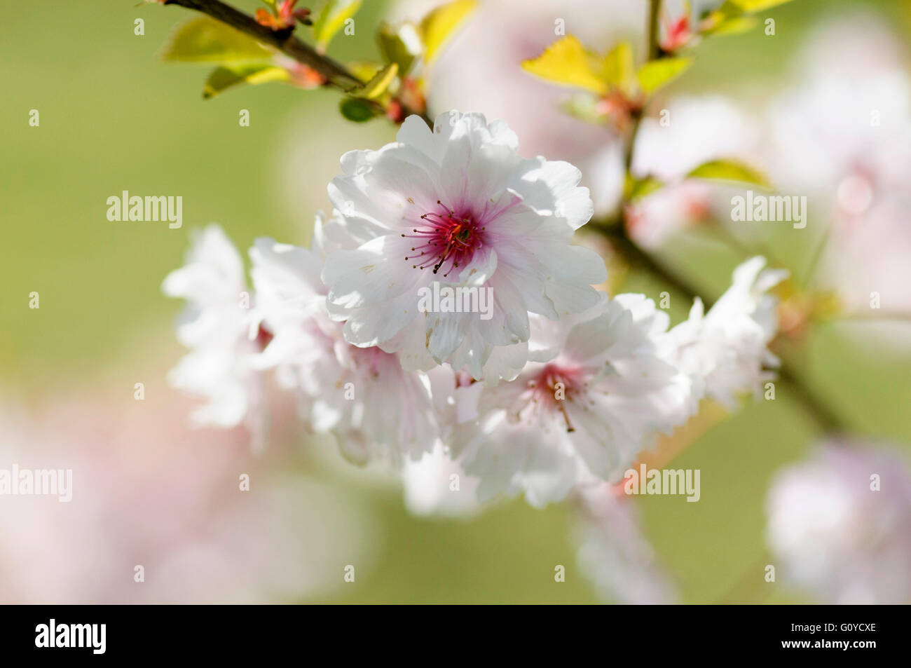 Cherry, Blank Prunus, Prunus 'Pink Ballerina', Beauty in Nature, Colour, Deciduous, Flower, Spring Flowering, Frost hardy, Growing, Outdoor, Perfume, Plant, Stamen, Tree, Pink, Stock Photo