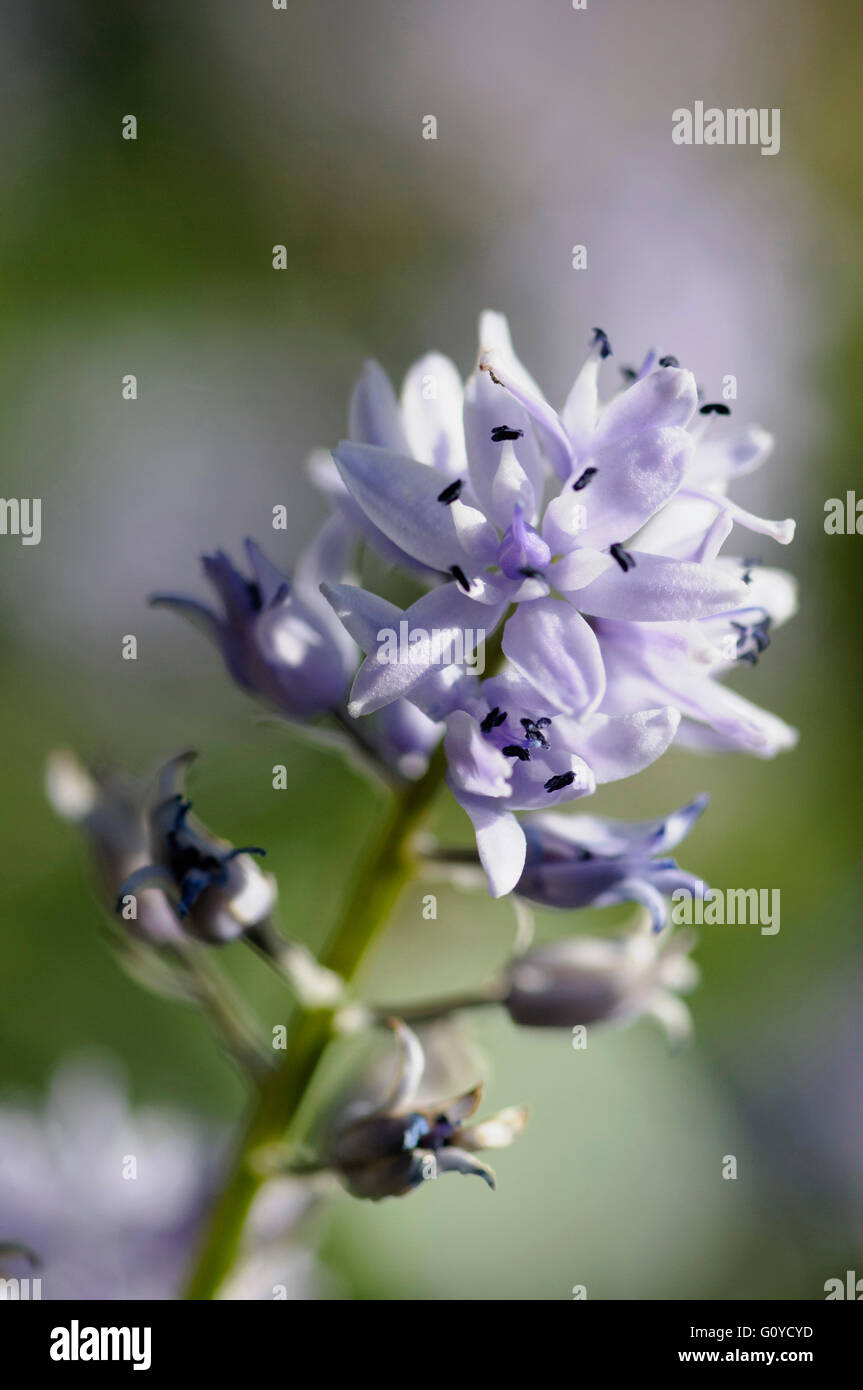 Pyrenean squill, Scilla, Scilla liliohyacinthus, Beauty in Nature, Bulb, Colour, Cottage garden plant, Flower, Spring Flowering, Frost hardy, Growing, Outdoor, Perennial, Plant, Pyrenees indigenous, Stamen, Purple, Stock Photo