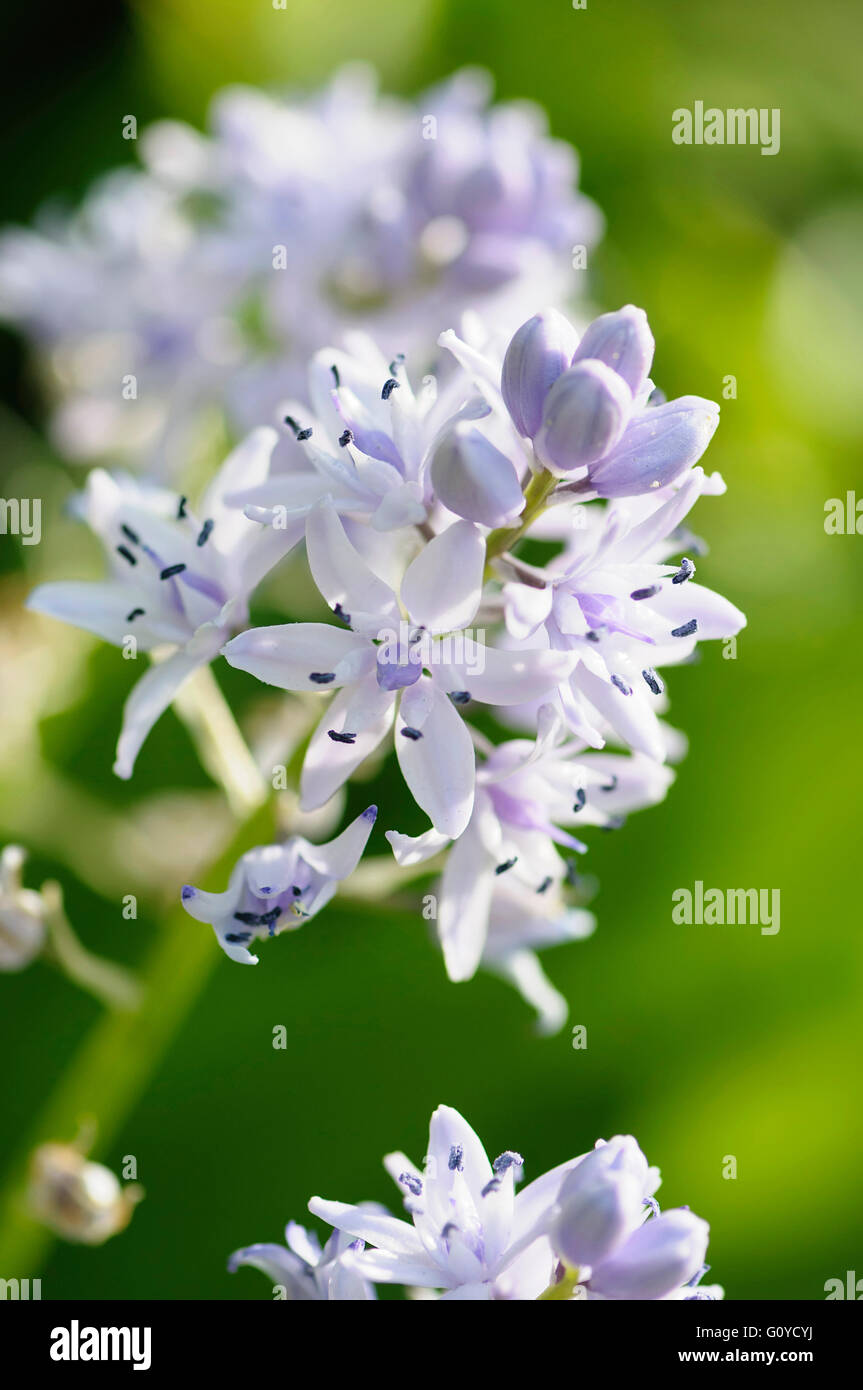 Pyrenean squill, Scilla, Scilla liliohyacinthus, Beauty in Nature, Bulb, Colour, Cottage garden plant, Flower, Spring Flowering, Frost hardy, Growing, Outdoor, Perennial, Plant, Pyrenees indigenous, Stamen, Purple, Green, Stock Photo