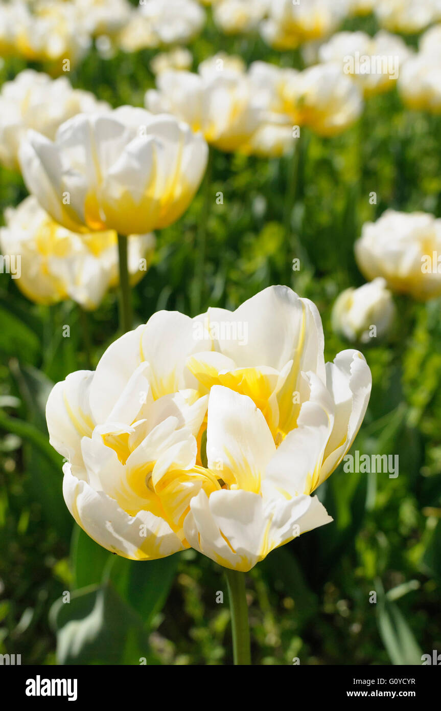 Tulip, Tulipa, Tulipa 'Flaming Evita', Beauty in Nature, Bulb, Colour