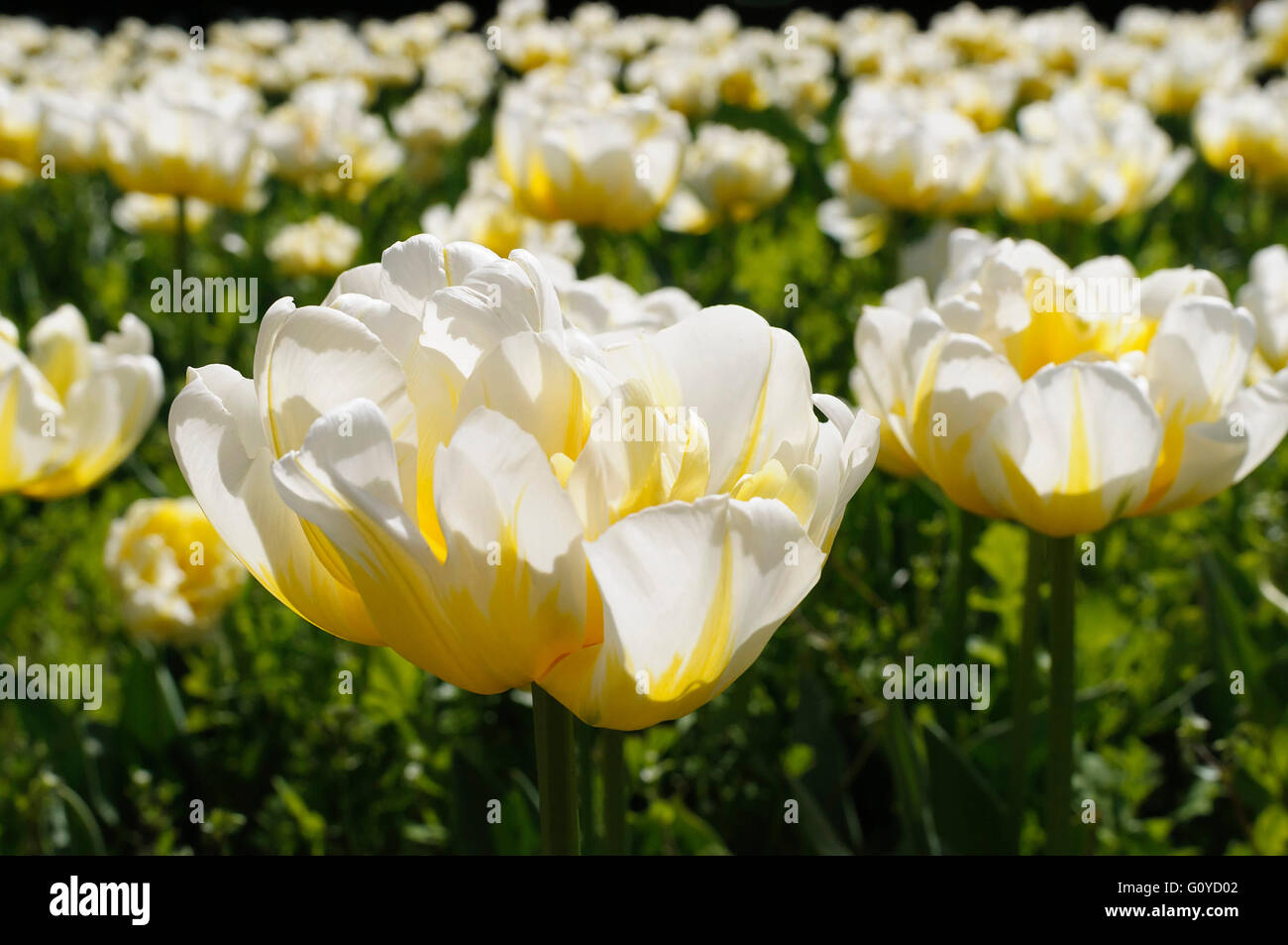 Tulip, Tulipa, Tulipa 'Flaming Evita', Beauty in Nature, Bulb, Colour, Cottage garden plant, Double early tulip, Flower, Spring Flowering, Frost hardy, Growing, Outdoor, Plant, Cream, Stock Photo