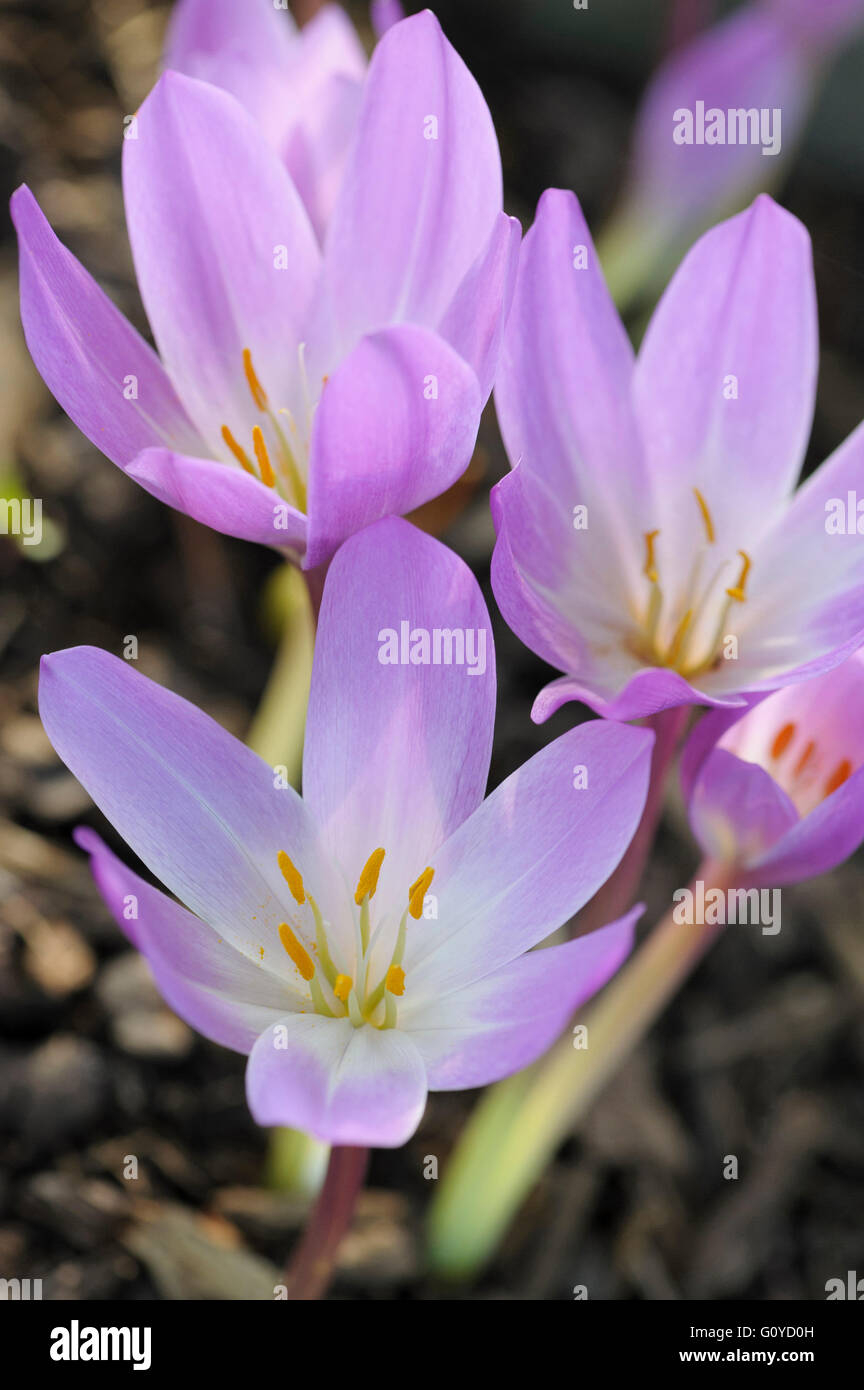 Crocus, Autumn crocus, Colchicum, Colchicum autumnale, Beauty in Nature, Bulb, Colour, Europe indigenous, Flower, Autumn Flowering, Frost hardy, Growing, Meadow Saffron, Outdoor, Plant, Stamen, Wild flower, Mauve, Stock Photo