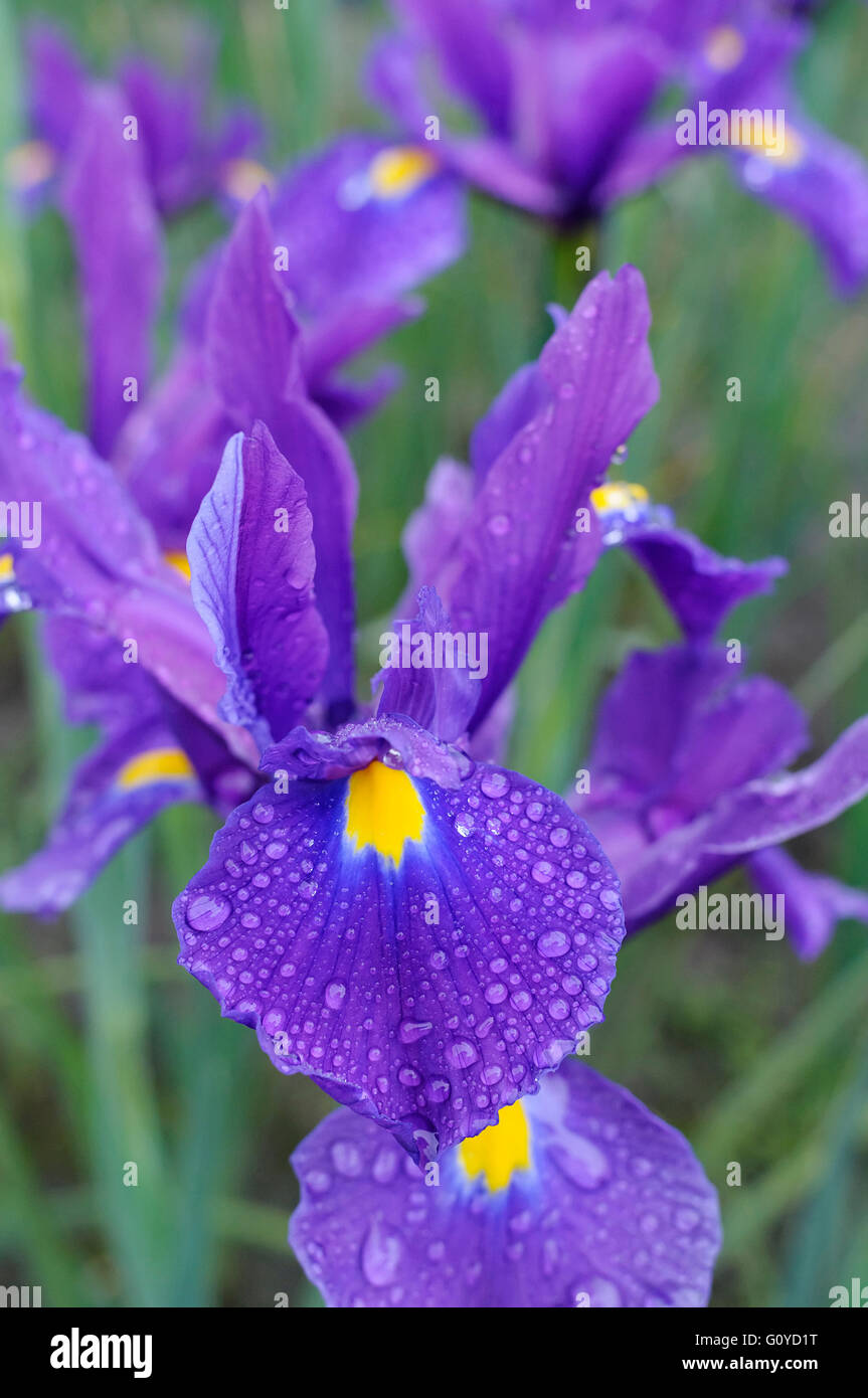 Iris, Dutch iris, Iris, Iris hollandica 'Nova Blue', Beauty in Nature, Bulb, Colour, Cottage garden plant, Flower, Spring Flowering, Frost hardy, Growing, Outdoor, Plant, Rhizome, Water, Purple, Stock Photo