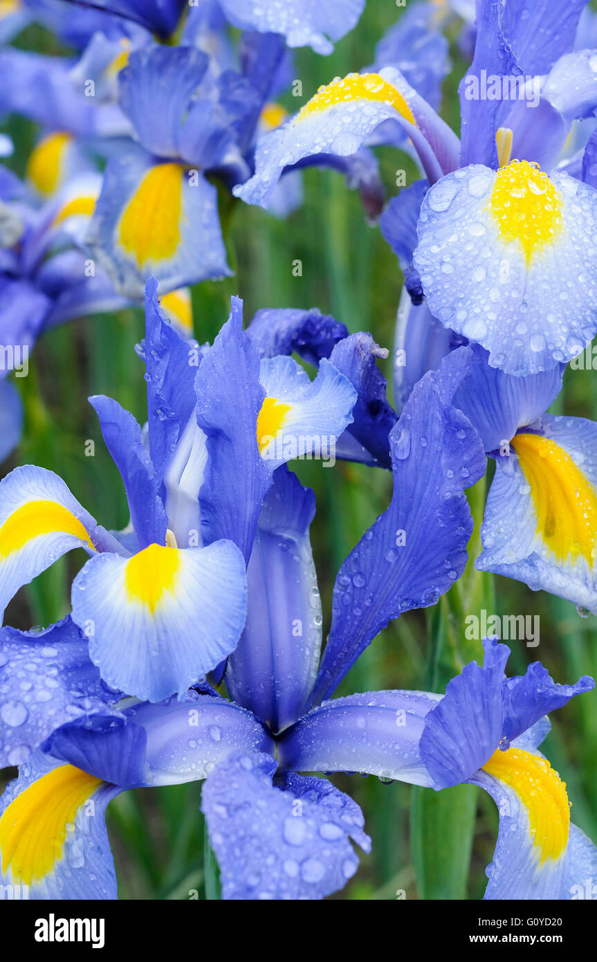 Iris, Dutch iris, Iris, Iris hollandica 'Nova Blue', Beauty in Nature, Bulb, Colour, Cottage garden plant, Flower, Spring Flowering, Frost hardy, Growing, Outdoor, Plant, Rhizome, Water, Blue, Stock Photo