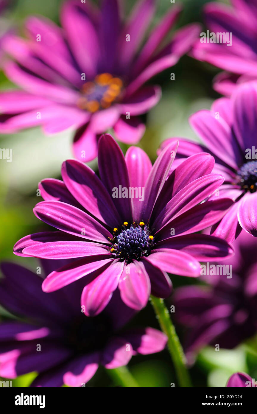 Osteospermum, Osteospermum jucundum, Beauty in Nature, Colour, Creative, Flower, Growing, Osteospermum jucundum, Outdoor, Stamen, African Daisy, Annual, Cape Daisy, Cottage garden plant, Summer Flowering, Frost hardy, Perennial, Plant, South Africa indigenous. Wild flower, Purple, Stock Photo