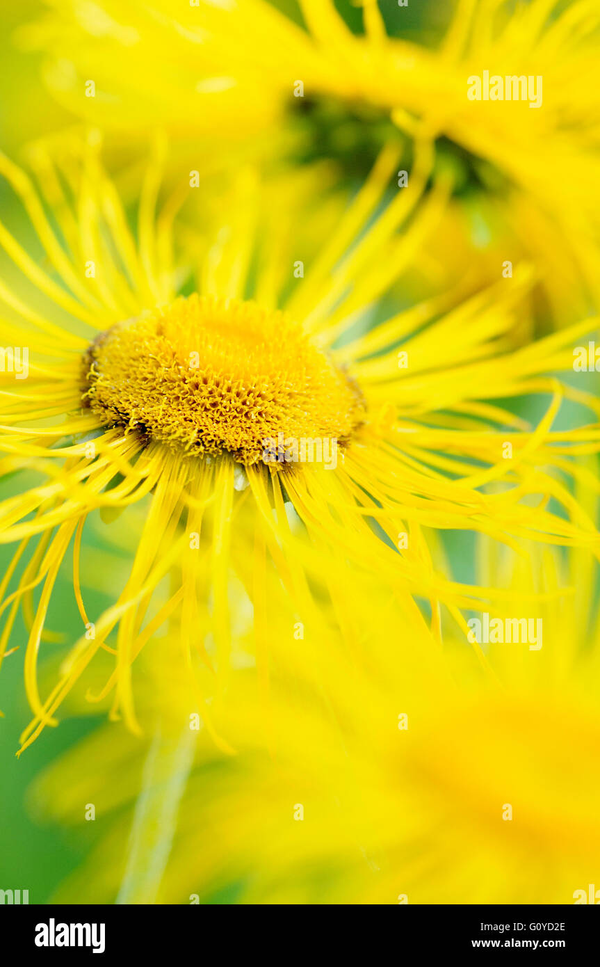 Inula, Inula hookeri, Beauty in Nature, Colour, Creative, Flower, Growing, Inula hookeri, Outdoor, Stamen, Vivid Colour, Perennial, Summer Flowering, Wild flower, Himalayas indigenous, Frost hardy, Plant, Hooker's Inula, Elecampagne, Elecampane, Yellow, Green, Stock Photo