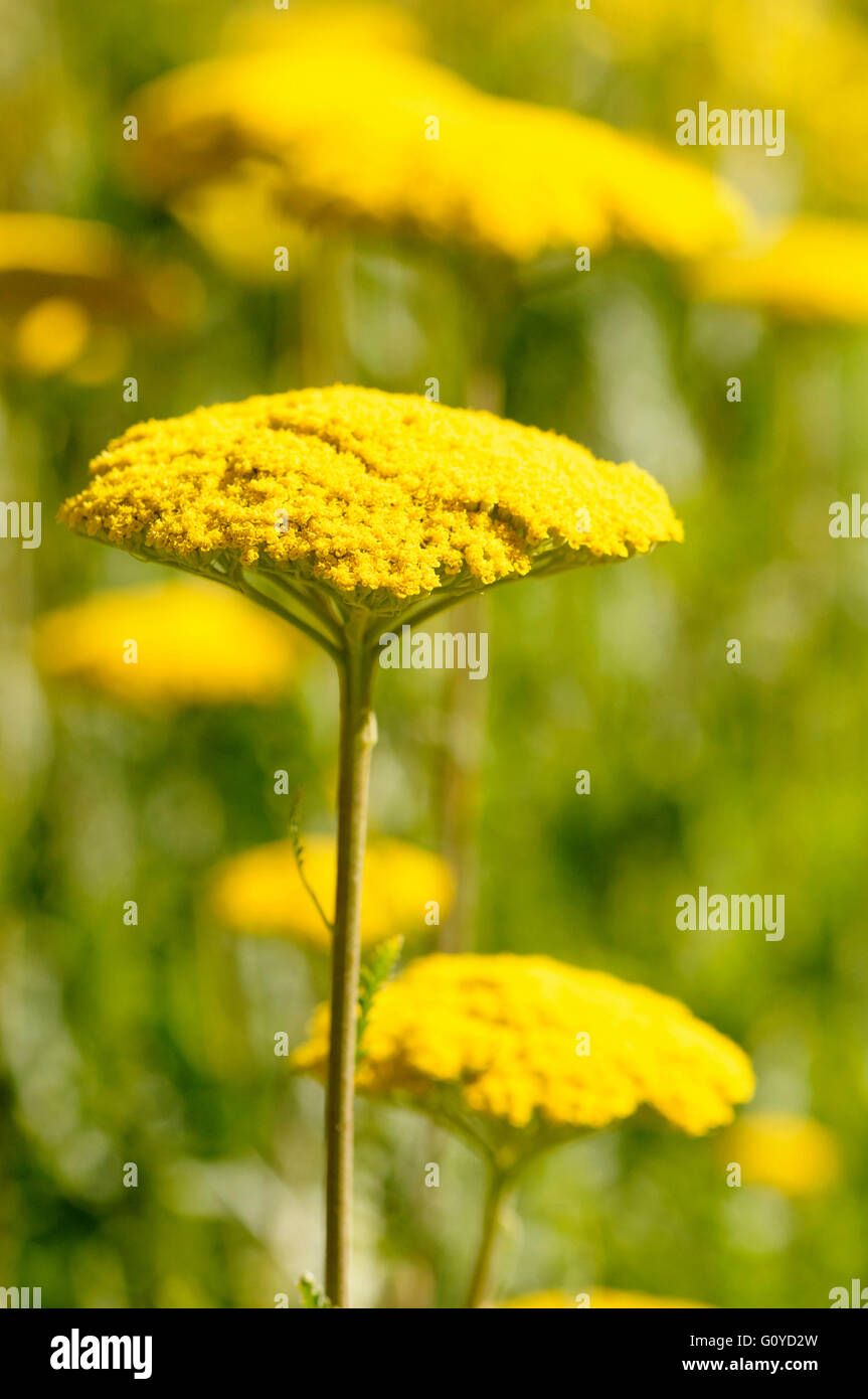 Yarrow, Achillea, Achillea 'Coronation Gold', Beauty in Nature, Colour, Flower, Summer Flowering, Frost hardy, Growing, Outdoor, Perennial, Plant, Yellow, Green, Stock Photo