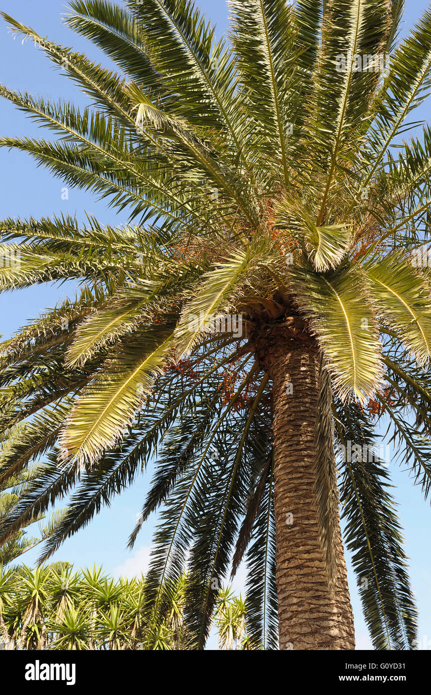 Palm, Date palm, Phoenix, Phoenix canariensis, Beauty in Nature, Canary Island Date Palm, Canary