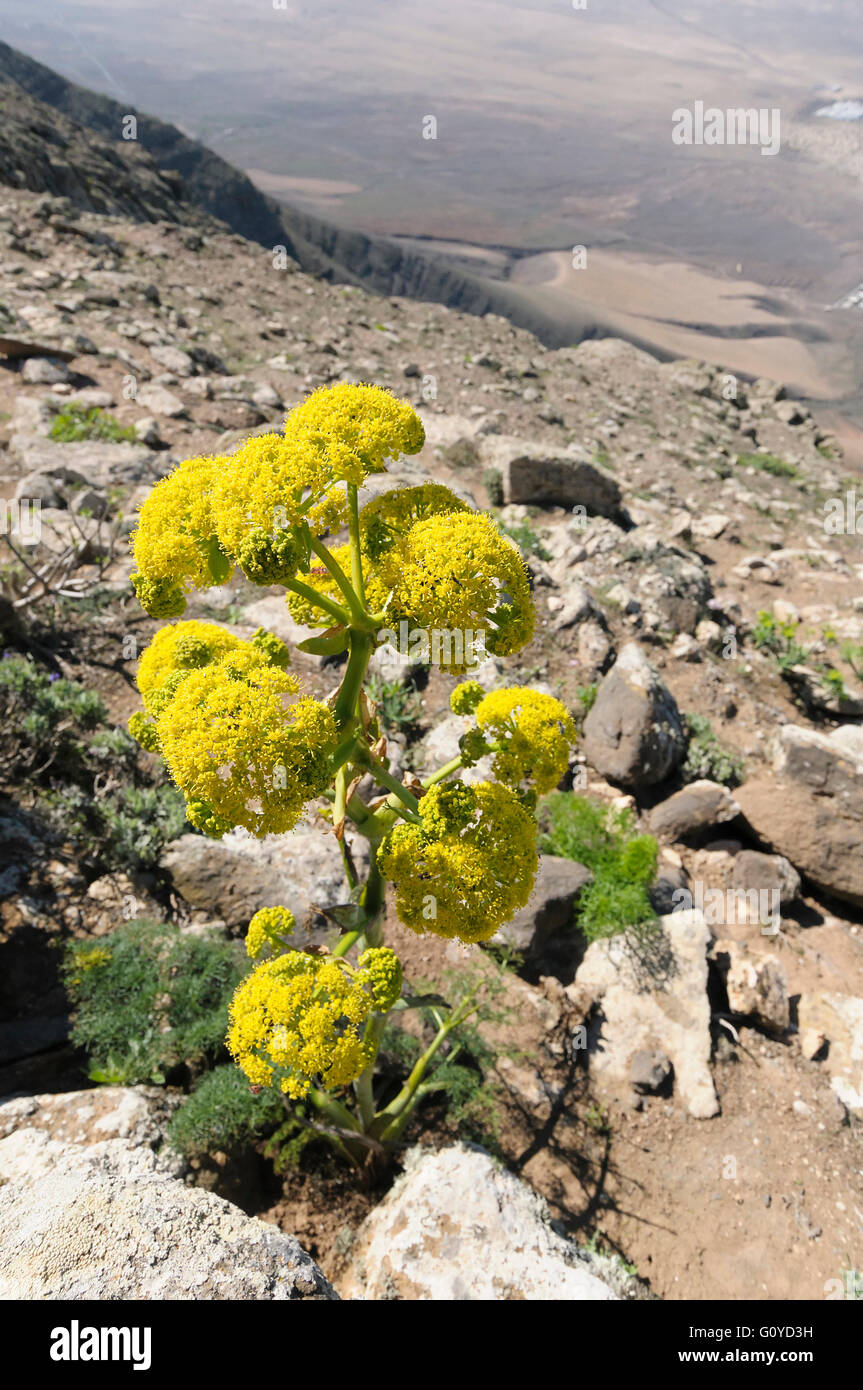 Giant Canary Fennel, Ferula, Ferula linkii, Apiaceae, Ayurvedic, Beauty in Nature, Colour, Flower, Frost hardy, Giant Canary Island cow parsley, Growing, Medicinal herb, Outdoor, Plant, Standing Out From The Crowd, Umbelliferae, Yellow, Stock Photo