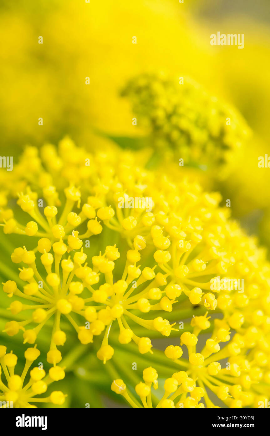 Giant Canary Fennel, Ferula, Ferula linkii, Apiaceae, Ayurvedic, Beauty in Nature, Colour, Creative, Flower, Frost hardy, Giant Canary Island cow parsley, Growing, Medicinal herb, Outdoor, Plant, Umbelliferae, Vivid Colour, Yellow, Stock Photo