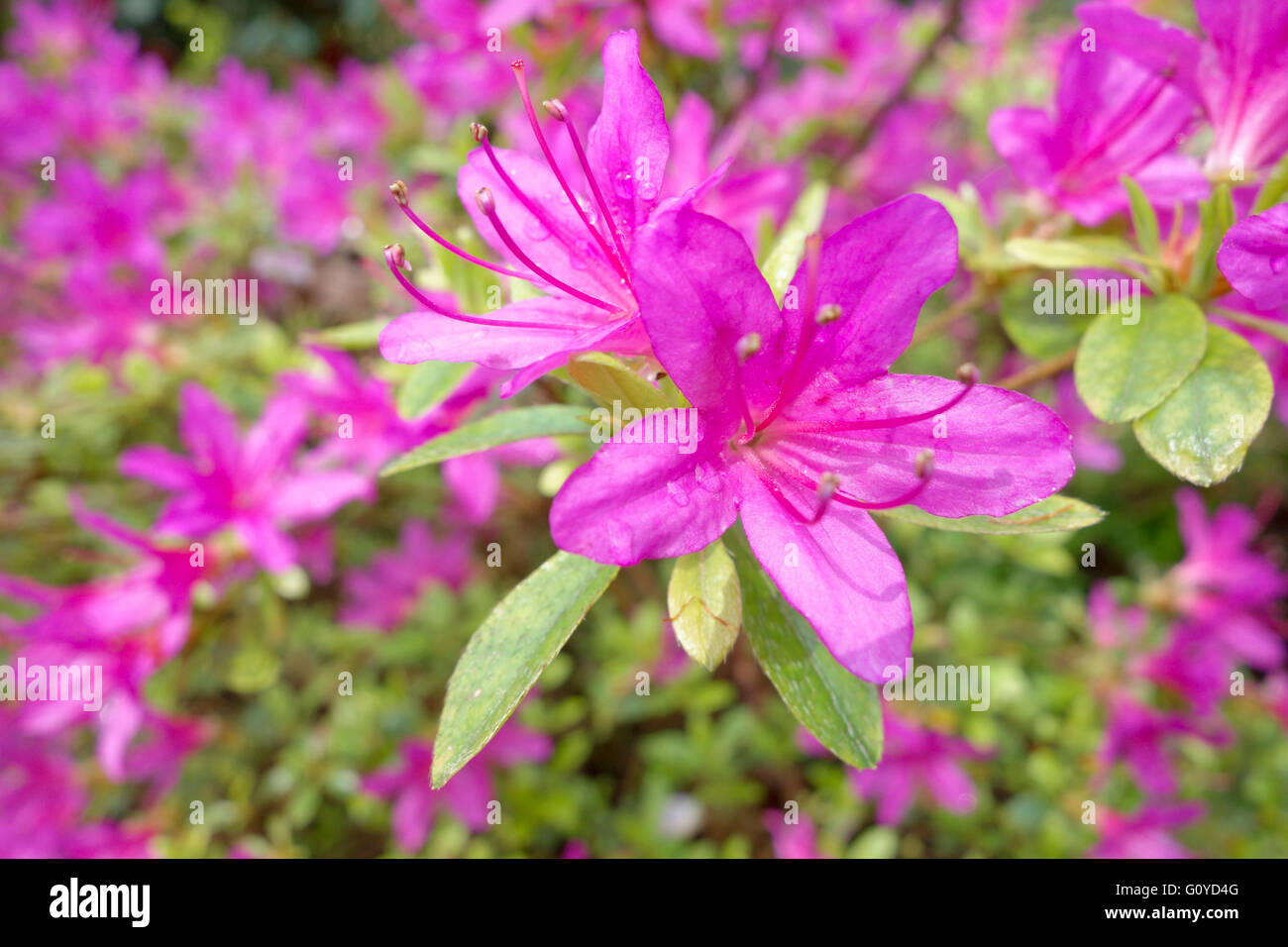 Azalea, Rhododendron, Azalea Japonica Madame Van Hecke, Beauty in Nature, Colour, Cottage garden plant, Evergreen, Flower, Spring Flowering, Frost hardy, Growing, Outdoor, Plant, Shrub, Stamen, Pink, Stock Photo