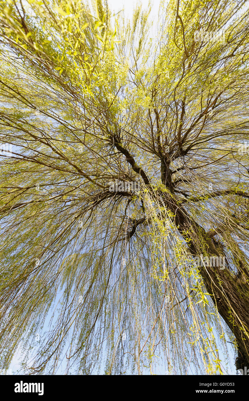 Willow, Weeping willow, Salix, Salix babylonica, Beauty in Nature, Bog plant, China indigenous, Colour, Creative, Deciduous, Edible, Spring Flowering, Foliage, Frost hardy, Growing, Herb, Medicinal uses, Network, Outdoor, Plant, Shrub, Tree, Wild plant, Green, Stock Photo