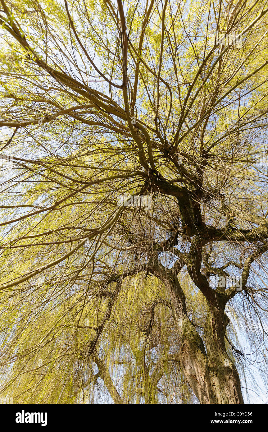 Willow, Weeping willow, Salix, Salix babylonica, Beauty in Nature, Bog plant, China indigenous, Colour, Creative, Deciduous, Edible, Spring Flowering, Foliage, Frost hardy, Growing, Herb, Medicinal uses, Network, Outdoor, Plant, Shrub, Tree, Wild plant, Green, Stock Photo