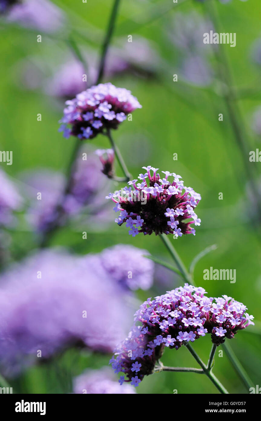 Verbena, Verbena hybrida, Annual, Beauty in Nature, Colour, Flower, Autumn Flowering, Summer Flowering, Frost tender, Growing, Outdoor, Plant, Purple, Green, Stock Photo