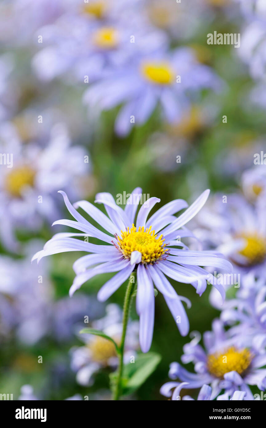 Daisy, Michaelmas daisy , Aster, Aster x frikartii 'Monch', Beauty in Nature, Colour, Cottage garden plant, Flower, Autumn Flowering, Summer Flowering, Frikart's Aster, Frost hardy, Growing, Outdoor, Perennial, Plant, Stamen, Mauve, Stock Photo