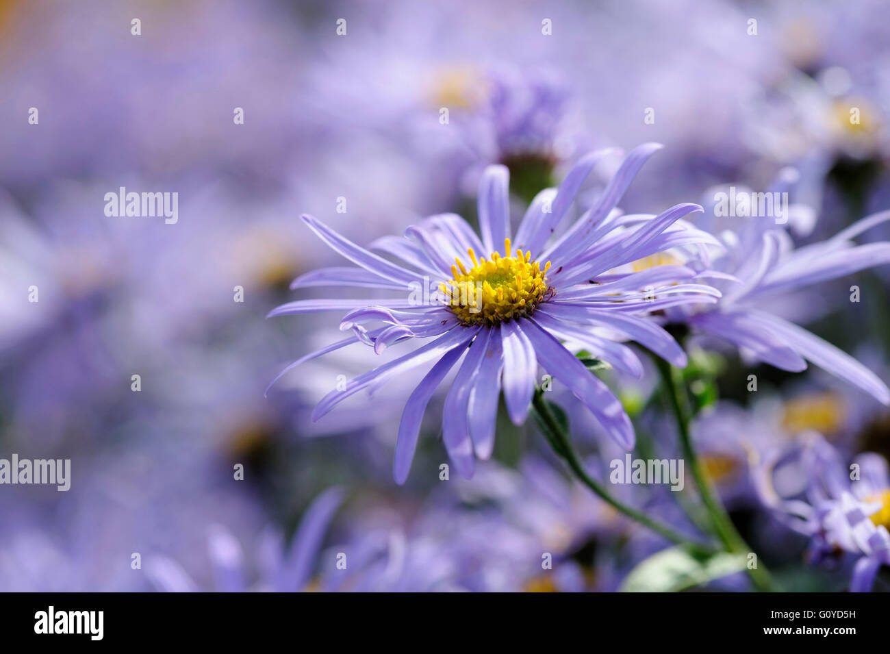 Daisy, Michaelmas daisy , Aster, Aster x frikartii 'Monch', Beauty in Nature, Colour, Cottage garden plant, Flower, Autumn Flowering, Summer Flowering, Frikart's Aster, Frost hardy, Growing, Outdoor, Perennial, Plant, Stamen, Mauve, Stock Photo