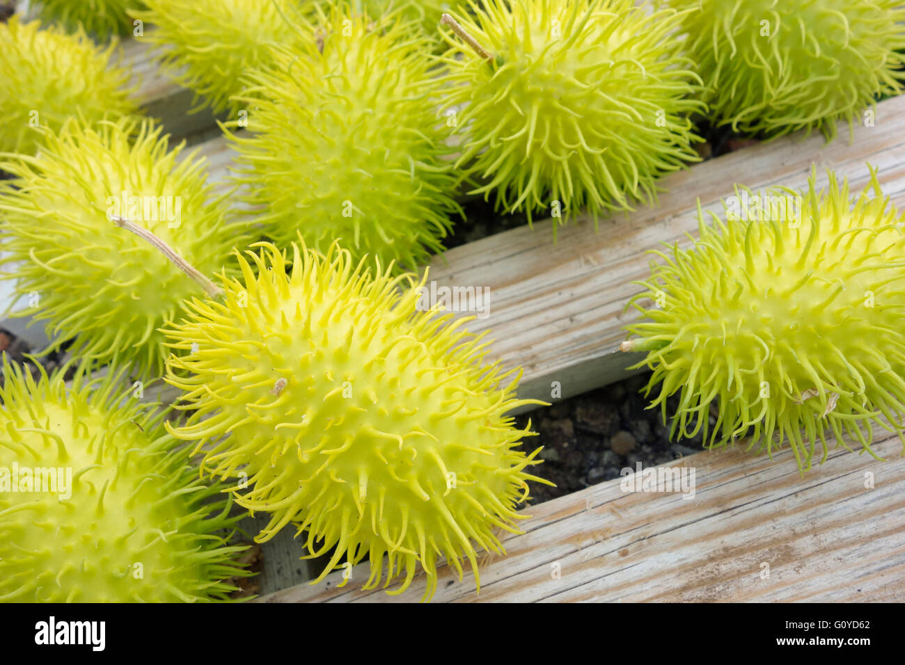 Cucumber, wild, Cucumis, Cucumis africanus, Africa indigenous, Annual, Beauty in Nature, Climber, Colour, Creative, Crops, Summer Flowering, Food & Drink, Food and drink, Fresh, Frost tender, Summer Fruiting, Green Rambutans, Growing, Outdoor, Plant, Spiky, Vegetable, Wild plant, Green, Stock Photo