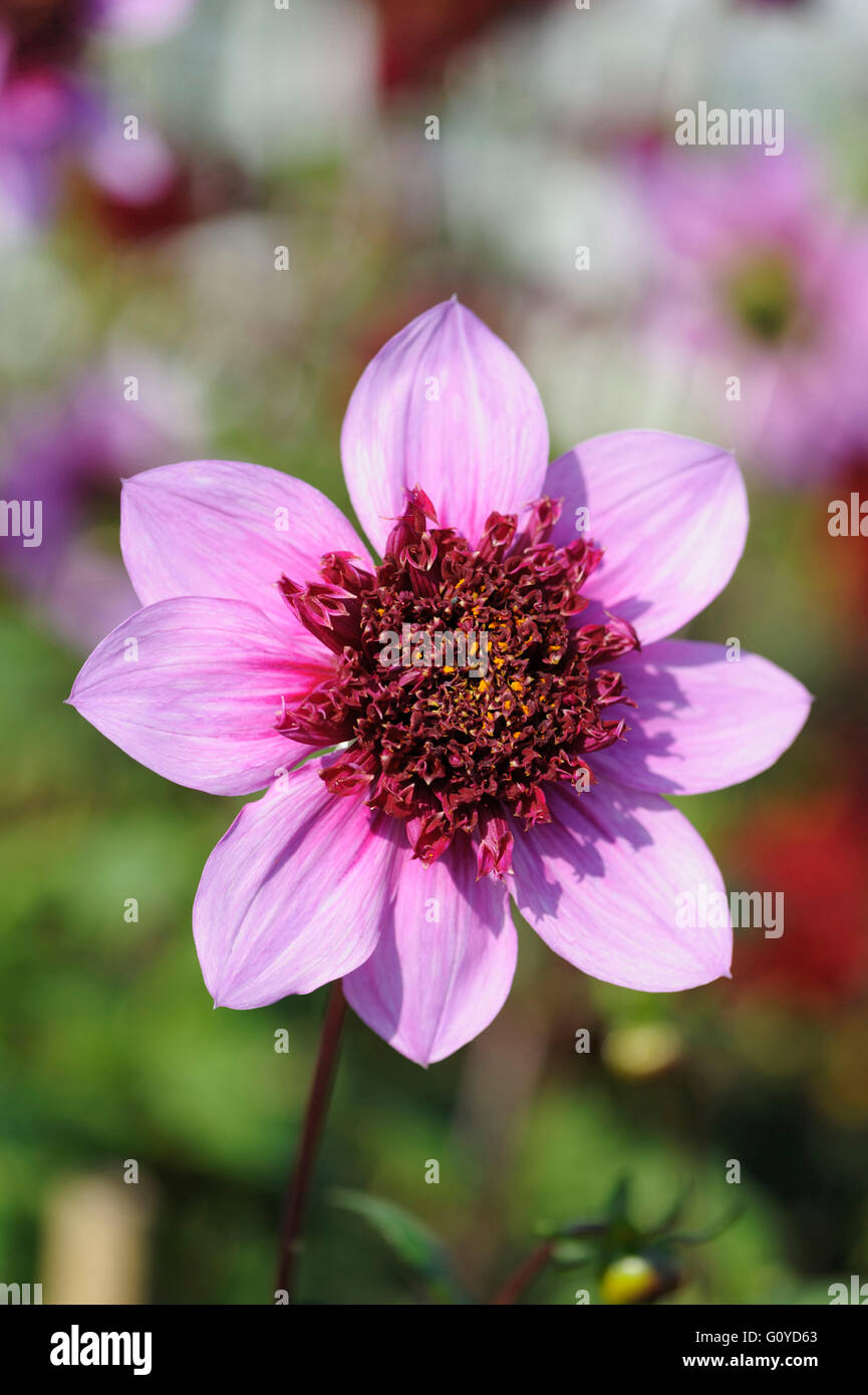 Dahlia, Dahlia 'Blue Bayou', Beauty in Nature, Bulb, Colour, Cottage garden plant, Flower, Autumn Flowering, Summer Flowering, Frost tender, Growing, Outdoor, Plant, Stamen, Tuber, Pink, Stock Photo