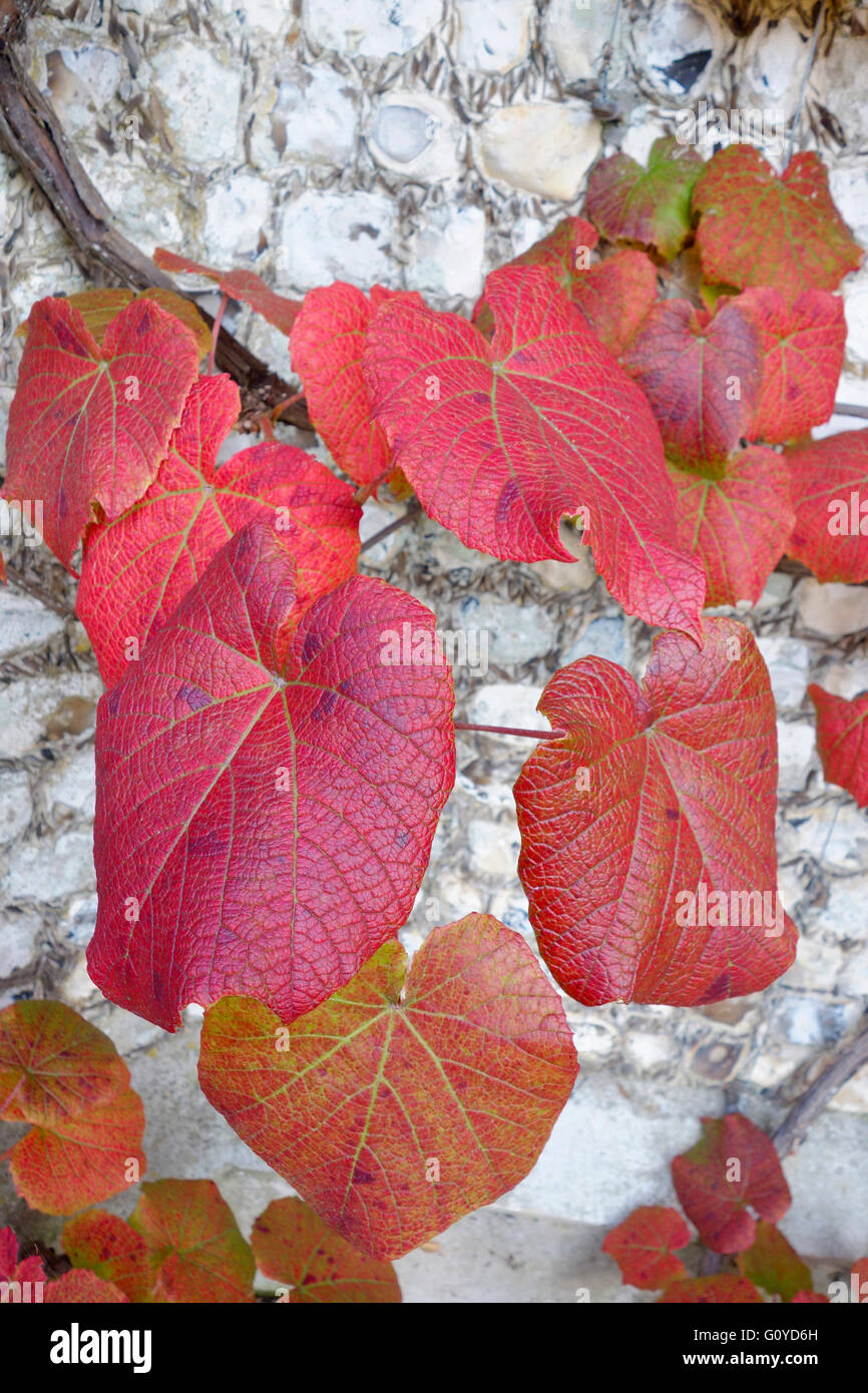 Vine, Vitis, Vitis coignetiae, Beauty in Nature, Climber, Colour, Crimson Glory Vine, Deciduous, Edible, Summer Flowering, Foliage, Frost hardy, Fruit, Autumn Fruiting, Growing, Japan indigenous, Korea indigenous, Outdoor, Perennial, Plant, Sustainable plant, Wild flower, Red, Stock Photo