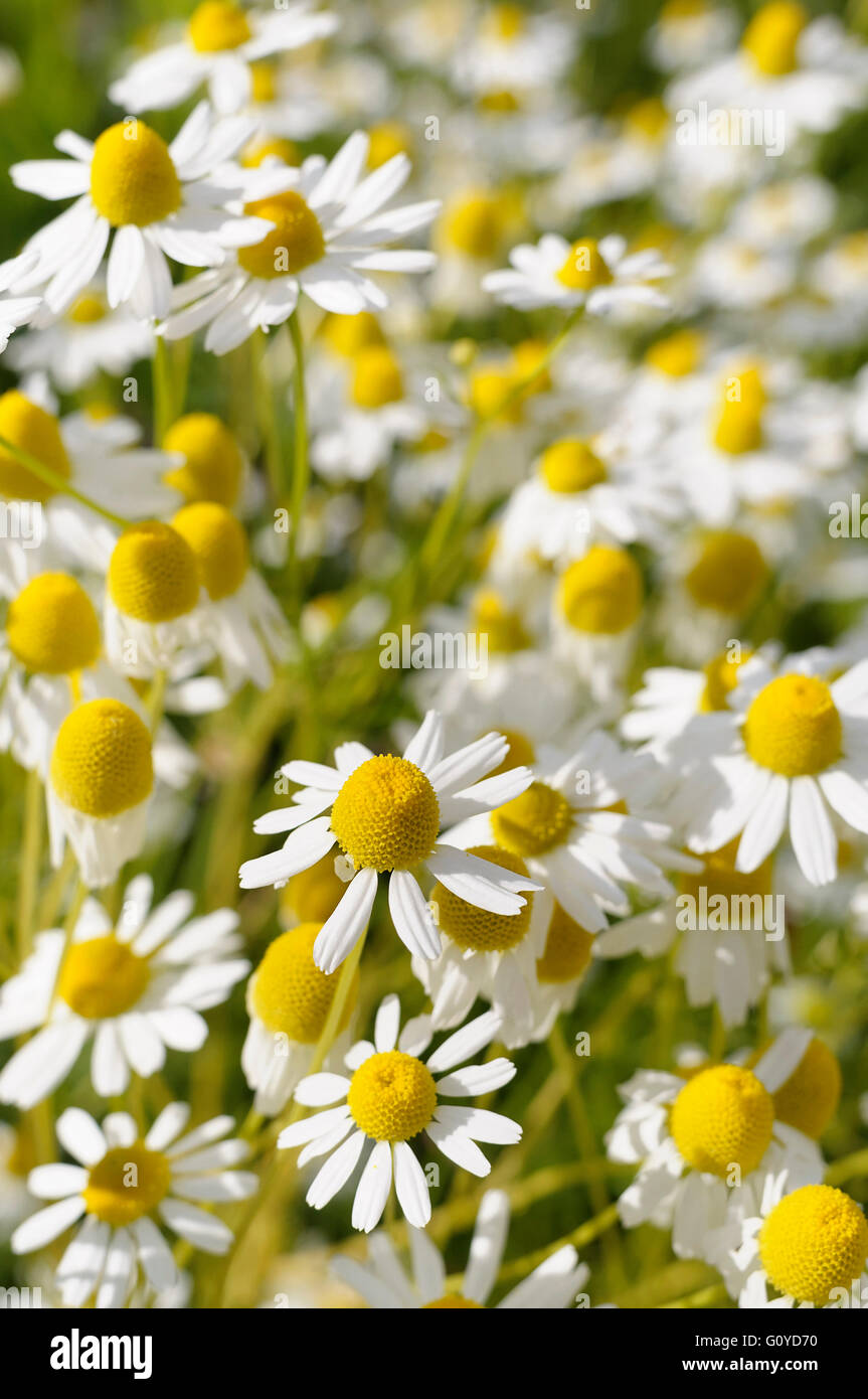 Chamomile, Chamaemelum, Chamaemelum cultivar, Aromatherapy uses, Beauty in Nature, Colour, Culinary uses, Edible, Flower, Summer Flowering, Frost hardy, Growing, Herb, Medicinal uses, Outdoor, Perennial, Plant, Stamen, White, Stock Photo