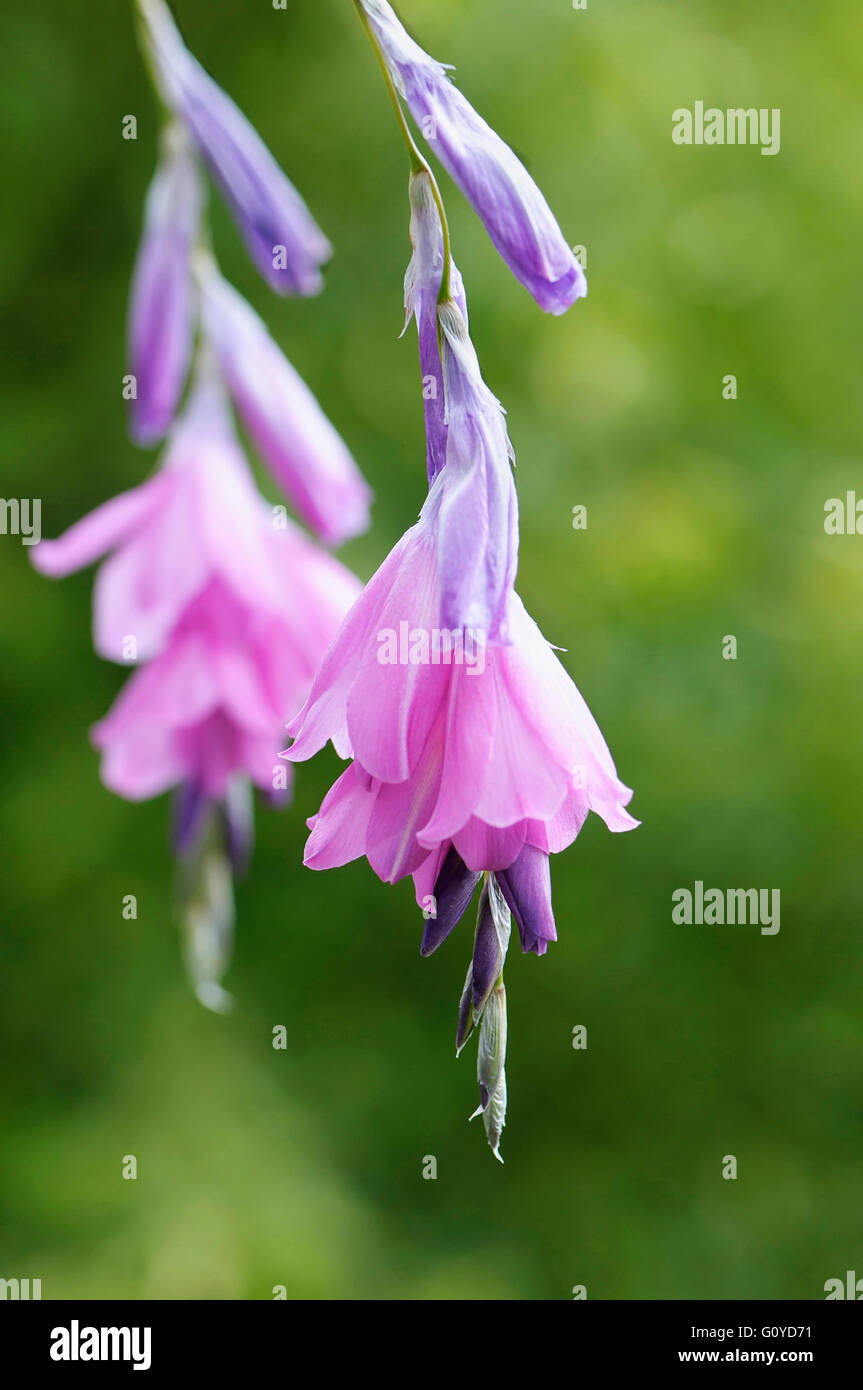 Angel's fishing rod, Dierama, Dierama pulcherrimum, Beauty in Nature, Colour, Cottage garden plant, Evergreen, Fairy Wand Flower, Flower, Summer Flowering, Frost hardy, Growing, Outdoor, Perennial, Plant, South Africa indigenous, Wand Flower, Wedding bells, Pink, Green, Stock Photo
