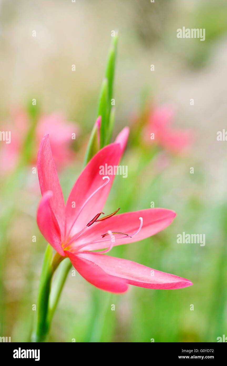 Kaffir lily, Schizostylis, Schizostylis coccinea 'Major', Beauty in Nature, Bulb, Colour, Flower, Autumn Flowering, Summer Flowering, Frost hardy, Growing, Outdoor, Plant, Rhizome, Stamen, Red, Stock Photo